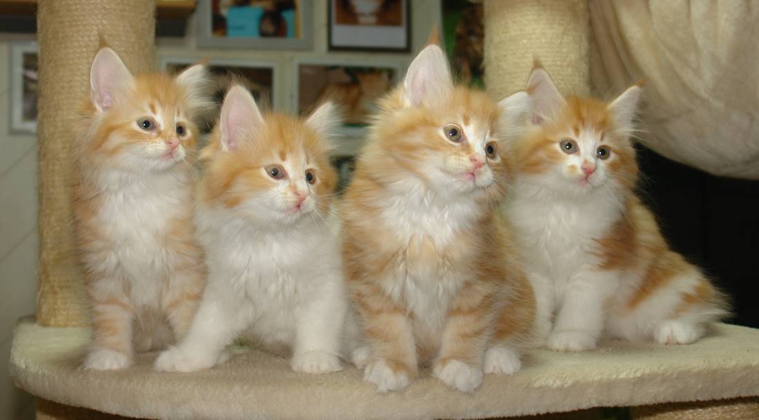 Ein Bild, das Säugetier, Katze, Hauskatze, Kleine bis mittelgroße Katzen enthält.
KI-generierte Inhalte können fehlerhaft sein.