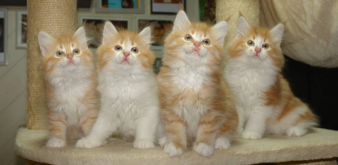 Ein Bild, das Säugetier, Katze, Hauskatze, Kleine bis mittelgroße Katzen enthält.
KI-generierte Inhalte können fehlerhaft sein.