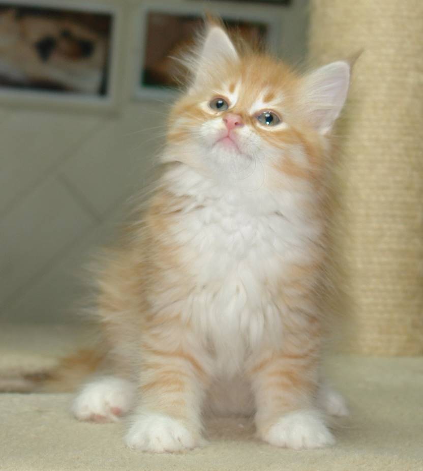 Ein Bild, das Säugetier, Katze, Hauskatze, Kleine bis mittelgroße Katzen enthält.
KI-generierte Inhalte können fehlerhaft sein.