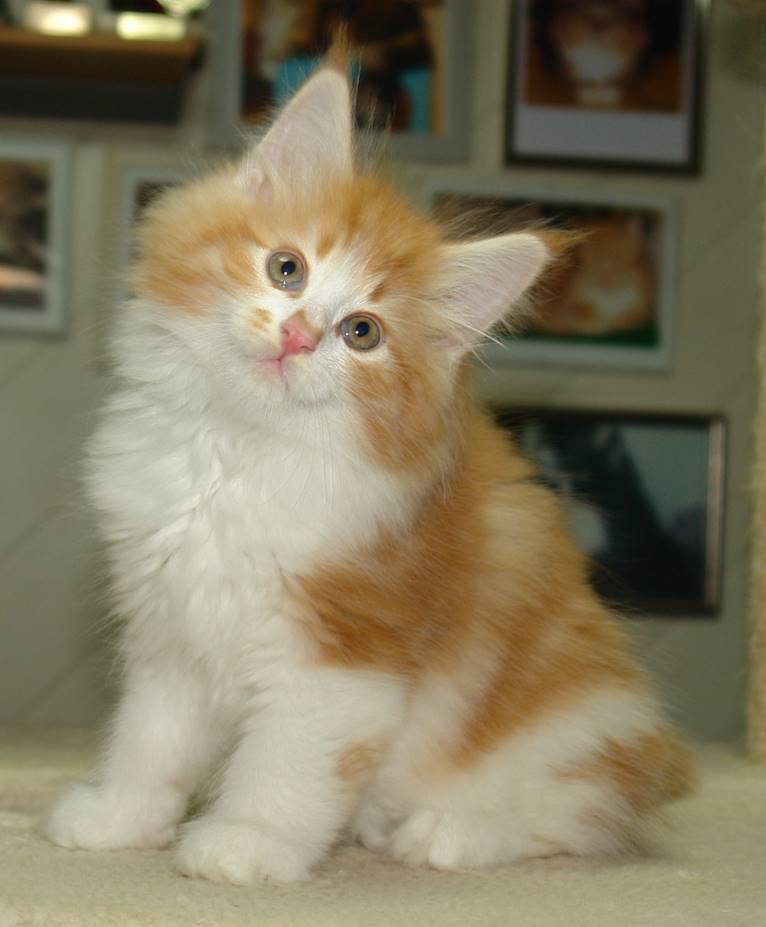 Ein Bild, das Säugetier, Katze, Hauskatze, Kleine bis mittelgroße Katzen enthält.
KI-generierte Inhalte können fehlerhaft sein.
