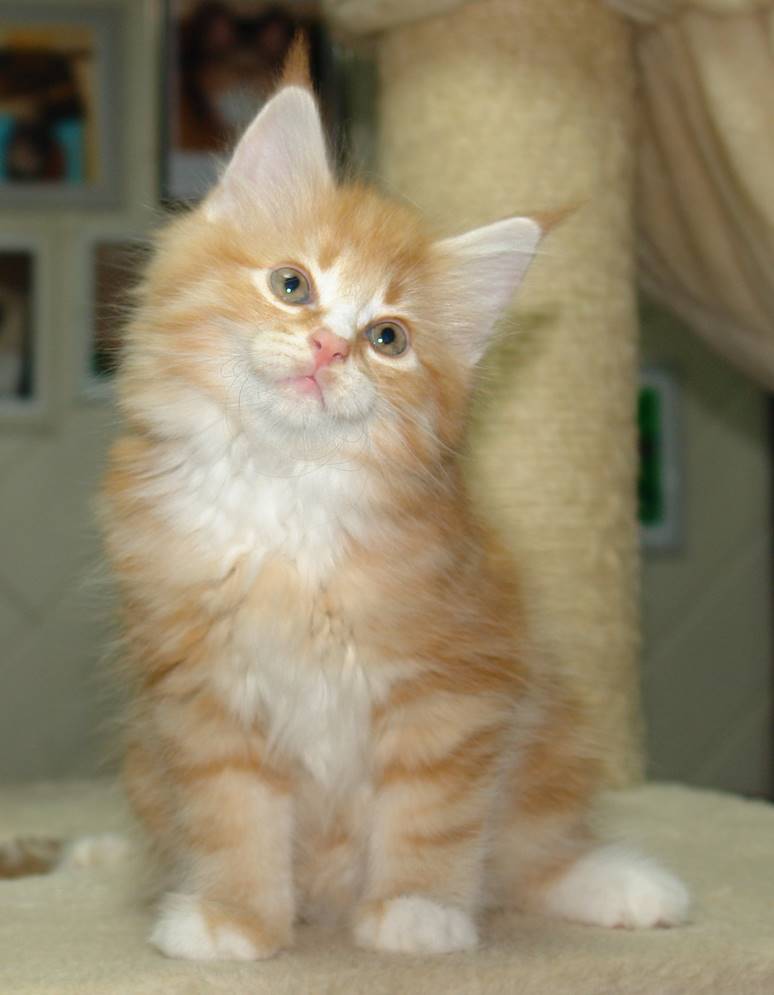 Ein Bild, das Katze, Säugetier, Hauskatze, Kleine bis mittelgroße Katzen enthält.
KI-generierte Inhalte können fehlerhaft sein.