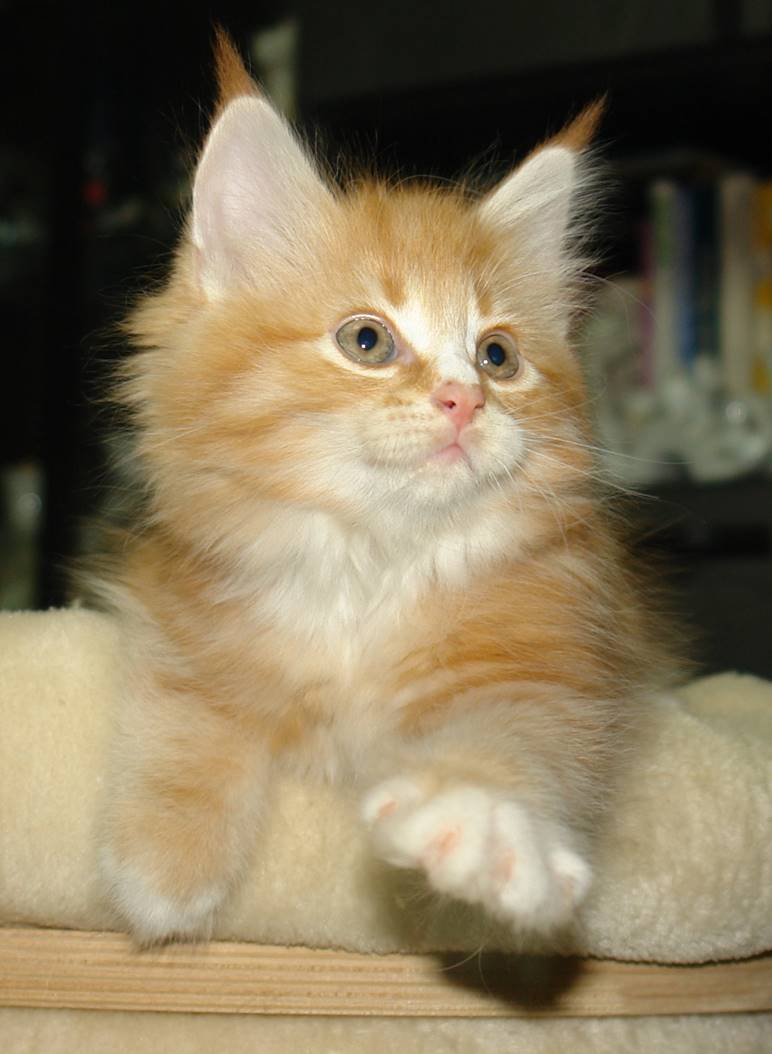 Ein Bild, das Säugetier, Katze, Hauskatze, Kleine bis mittelgroße Katzen enthält.
KI-generierte Inhalte können fehlerhaft sein.