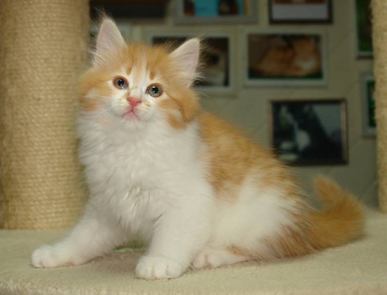 Ein Bild, das Säugetier, Katze, Hauskatze, Kleine bis mittelgroße Katzen enthält.
KI-generierte Inhalte können fehlerhaft sein.