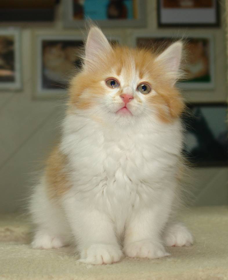 Ein Bild, das Säugetier, Katze, Hauskatze, Kleine bis mittelgroße Katzen enthält.
KI-generierte Inhalte können fehlerhaft sein.
