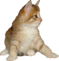 Ein Bild, das Katze, sitzend, orange, legend enthält.

Automatisch generierte Beschreibung